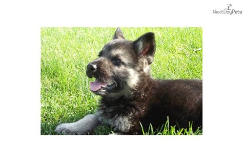 Meet Gsd Male Pup A Cute Wolf Hybrid Puppy For Sale For 500 Wolf
