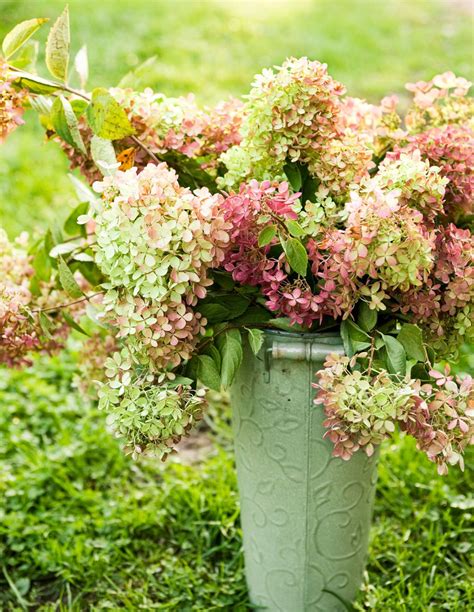 Decorating With Hydrangeas Dried Hydrangeas Centerpiece Dried