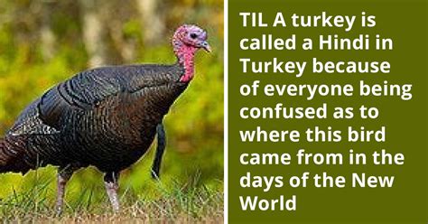 Redditors Share Funny Names They Have For Turkey Birds In Different