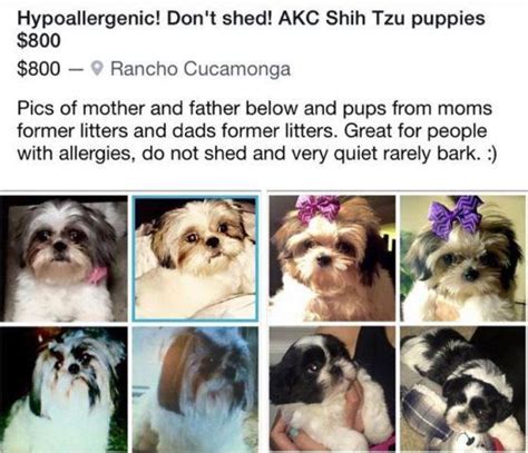 The current median price for all shih tzus sold is $1,372.00. AKC Shih Tzu puppies for Sale in Rancho Cucamonga ...