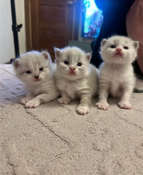 3 Beautiful Kittens For Sale All On Hold For Now In Manchester