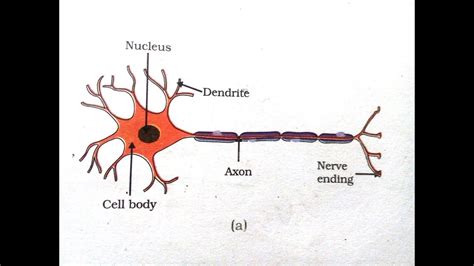 The sympathetic division mobilizes the body during extreme situations such as exercise, excitement and emergencies. Labelled Diagram Of Motor Neuron | motorcyclepict.co