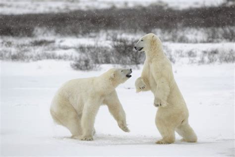 Polar Bears Fighting — Stock Photo © Gudkovandrey 87187282