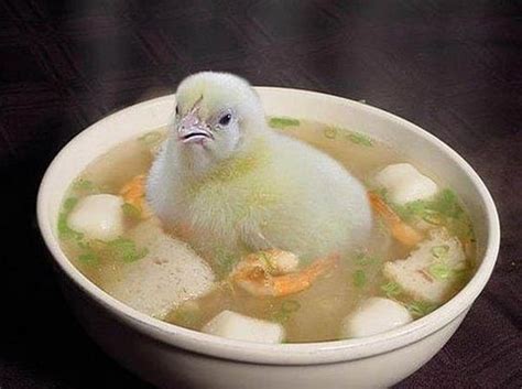 Find & download the most popular cute chicken photos on freepik free for commercial use high quality images over 9 million stock photos. 40 Cute and Funny Chicken Pictures That will make Your day ...