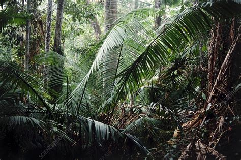 Palms In Rainforest Stock Image B8302819 Science Photo Library
