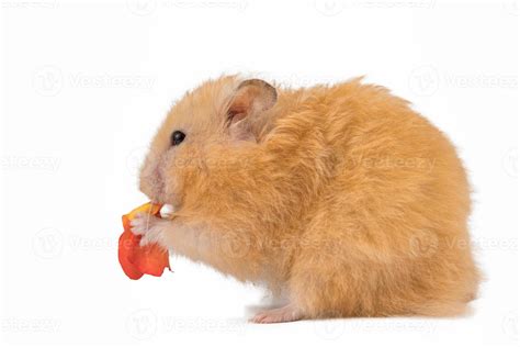 Fluffy Cute Peach Hamster On White Background Isolated 13180791 Stock