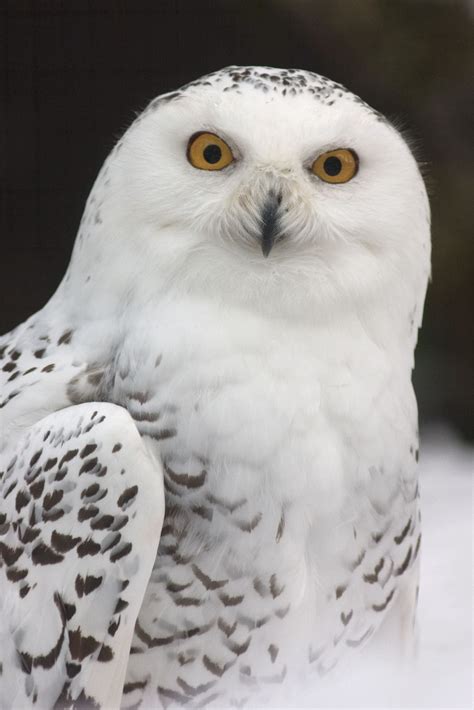 Snowy Owls In Ohio Putnam County Anr