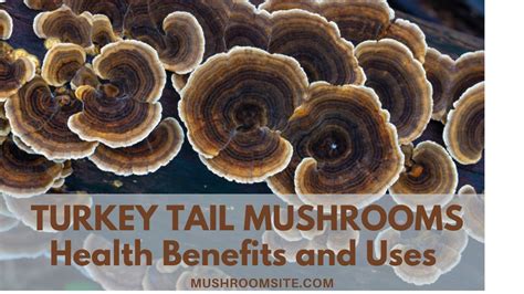 turkey tail mushrooms their uses and health benefits youtube
