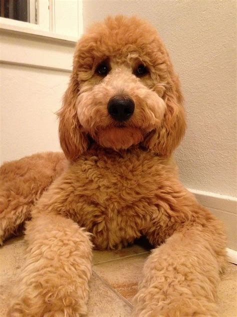 We did not find results for: Pin on Dog