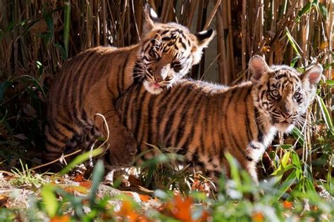 National Zoo Tiger Cubs Make Their Debut Prove Two Is Cuter Than One