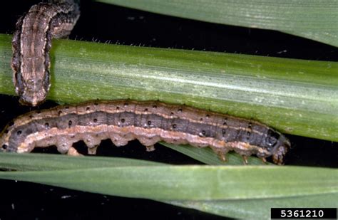 Tropical Sod Webworms Active In Local Lawns Gardening In The Panhandle