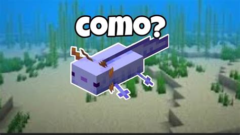 Como Ter O Axolotl Raro No Minecraft Bedrock Edition Youtube