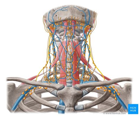 Supraclavicular Lymph Nodes Anatomy And Function Kenhub
