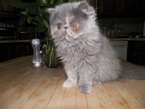 The persian kittens for sale in our cattery have been given healthcare and lots of love so they are prepared to make an easy transition into their new home. Persian Cats For Sale | Sandwich, IL #323739 | Petzlover