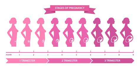 Pregnancy Week By Week Fetal Development Pictures