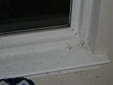 The soap will help to keep them out and will attach to their wings to weigh them down. House Centipedes - FFUUUUUU - Page 3