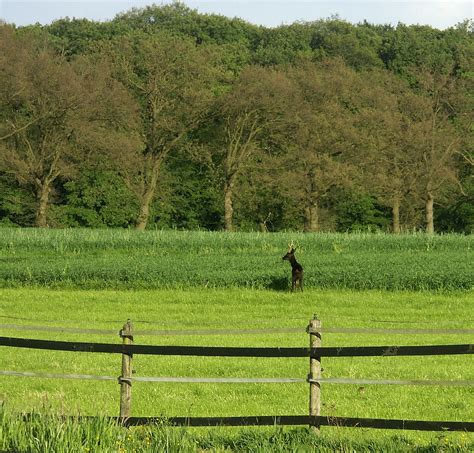 A distance calculator will help you find out how far it is between any two places, whether within the united states or around the globe. Black Roe Deer - 1 | Actually too far away for me to get a ...