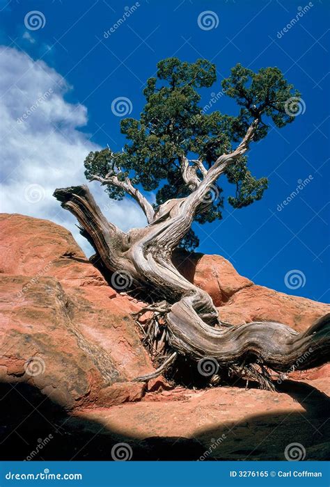 Twisted Pine Stock Image Image Of Sandstone Trunk Evergreen 3276165
