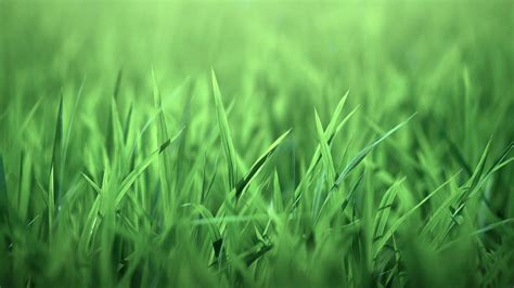 Download Wallpapers 4k Green Grass Texture Close Up G