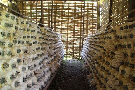 Fill your pressure cooker with the appropriate amount of water, at least an inch. Oyster mushroom cultivation bags stacked in own of the gro ...
