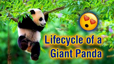 The Lifecycle Of A Giant Panda Youtube