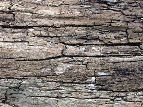 Imageafter Photo Dry Wood Drift Wood Rotten