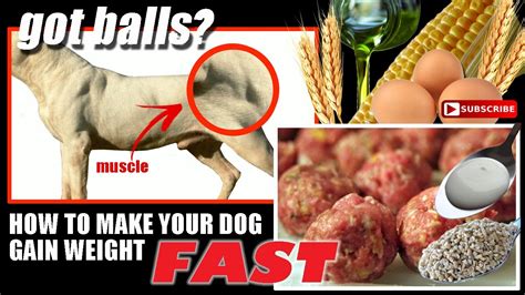We are here to help you with choosing the best food for your pitbull terrier as well as we picked up 13 best foods on 9 categories so that you don't get confused with lots of options available. dogo argentino-got balls-How to make your dog gain weight fast - YouTube