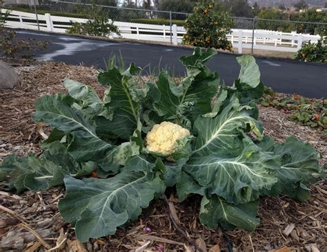 Growing Broccoli And Cauliflower In Southern California