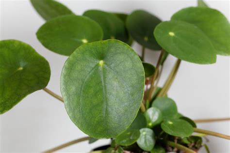 We did not find results for: Pilea Peperomioides: Your Chinese Money Plant Care Guide - The Practical Planter