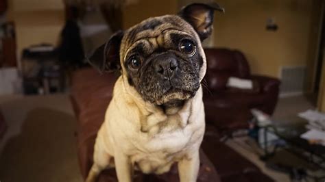 Cutest Pug Howls At The Moon Youtube