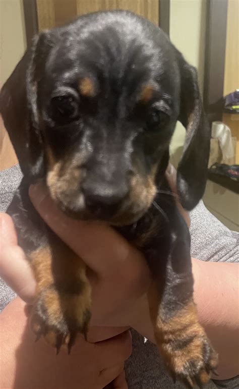 Dachshund - Austral - PetsForHomes