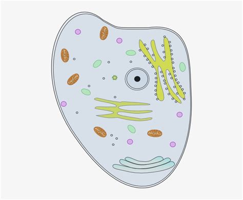 Animal Cell Clip Art Clip Art Library