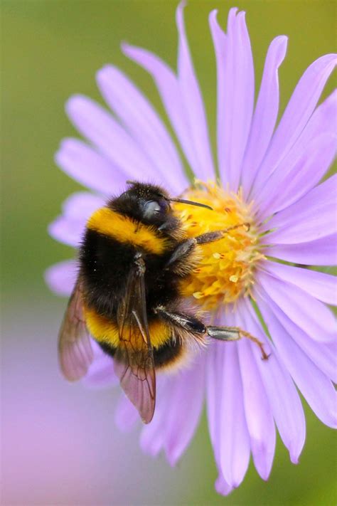 Bumblebees Push Away Newcomers Who Try To Learn From Them Wired Uk