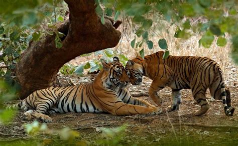 Tiger Leopard Safari Tour India Ranthambore Jawai Bera Reserve