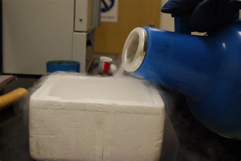 Sem Sample Prep Freeze Fracturing With Liquid Nitrogen Fungal
