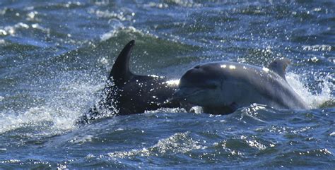 Aquatic mammals - DP Digital University