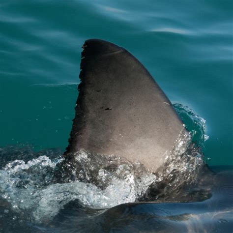 A shark, a large, stealthy fish with many teeth. Lanter Blog: La aleta de tiburón