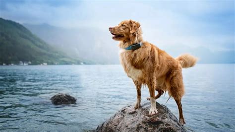 ▶️here the list of best cat gps trackers you can buy now on amazon ▶️ 5. Best GPS Trackers for Cats and Dogs in 2020 | iMore