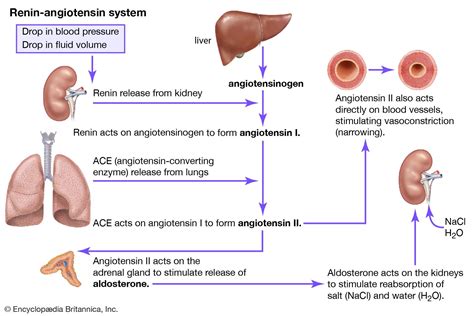 Renin Angiotensin System Ace Inhibitors