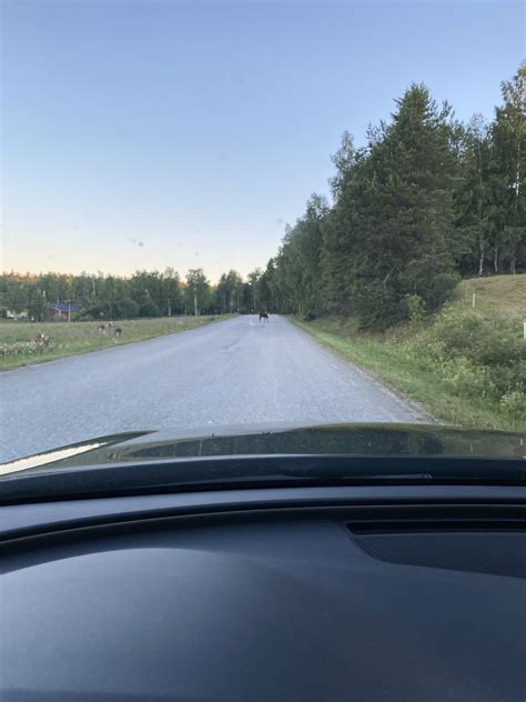 Doften av konvalj är nog för evigt förknippad med början på sommarlovet. Hanna Perssons sommarlov i bilder | Hanna Persson