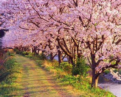Cerezos En Flor En El Monte Yoshino Japón Flowering Cherry Tree