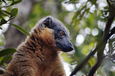 The Importance Of Madagascars Lowland Rainforest For Lemur Conservation