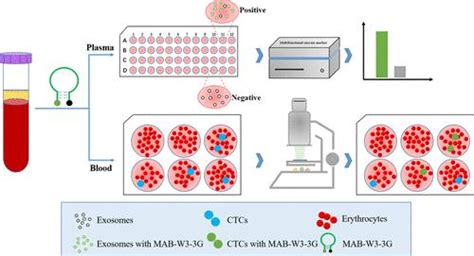 Novel Molecular Aptamer Beacon For The Specific Simultaneous Analysis