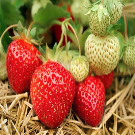 Seascape Beauty Everbearing 10 Live Strawberry Plants Non Gmo