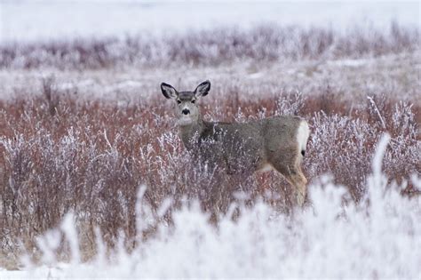 Salmon Mule Deer Projects Make For Busy Fall