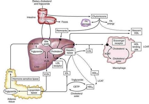 Liver Physiology And Energy Metabolism Abdominal Key