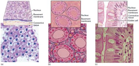 Human Physiology Epithelial Tissue
