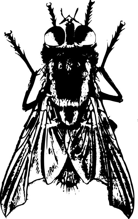 Bug Housefly Drawing Free Image Download