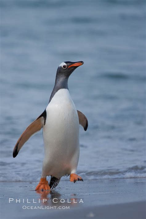 Gentoo Penguin Coming Ashore Pygoscelis Papua New Island Falkland