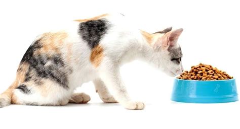 Best sensitive stomach cat foods. A Guide to The Best Cat Food for Hairballs and Vomiting